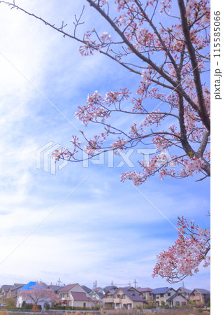春に咲く満開の桜 春に咲く満開の桜 115585066