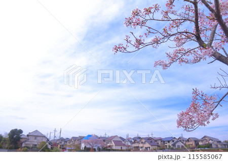 春に咲く満開の桜 115585067