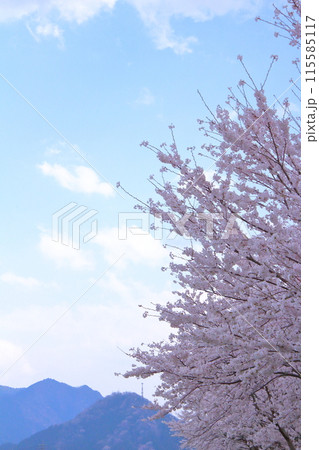 春に咲く満開の桜 115585117