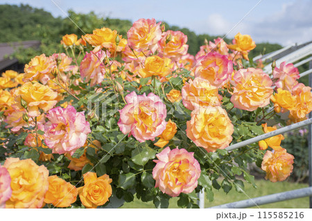 オレンジ色のバラ 115585216