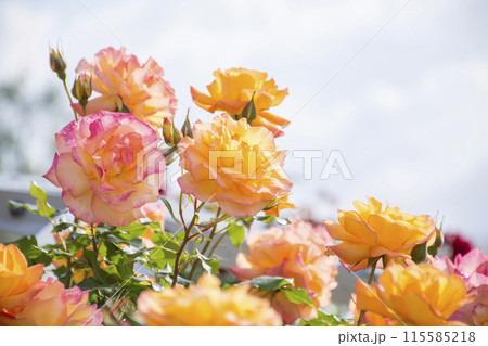 オレンジ色のバラ 115585218