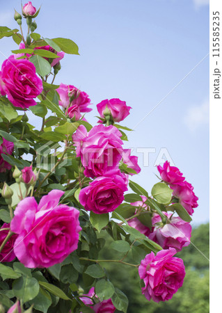 赤いバラ 赤いバラ 115585235