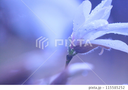 春の一輪、こぶしの花びら 春の一輪、こぶしの花びら 115585252