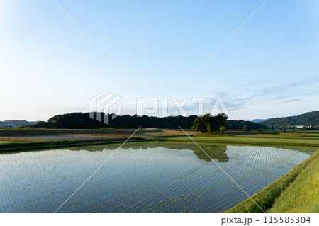 田植直後の水田と青空のコピースペース 115585304
