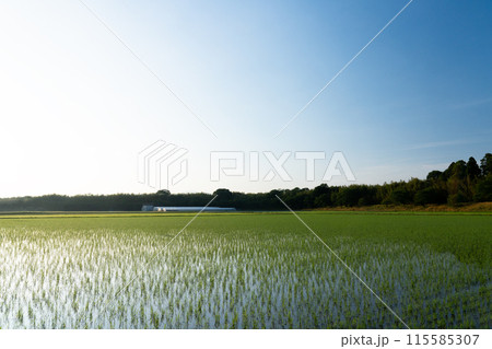 田植直後の水田と青空のコピースペース 115585307