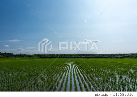 田植直後の水田と青空のコピースペース 115585316