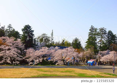 満開の桜　花筏　松が岬公園　さくら　サクラ　ソメイヨシノ 115585320