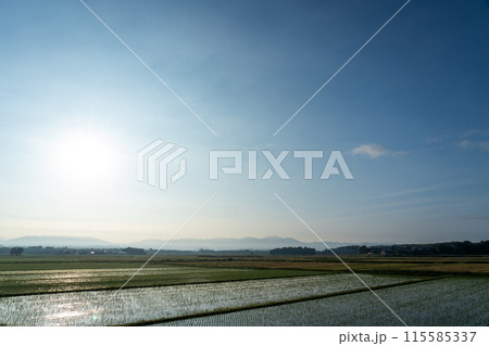 田植直後の水田の夜明けのころ 115585337