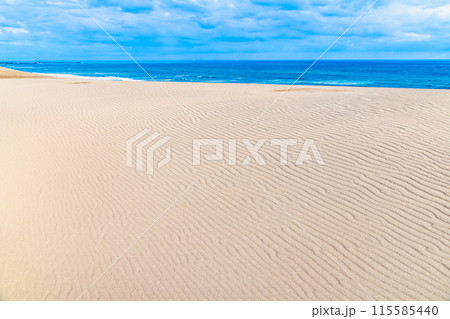 鳥取砂丘　風紋の砂丘と日本海 115585440