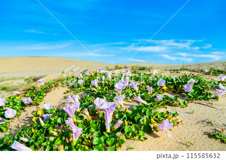 鳥取砂丘　砂丘に咲くハマヒルガオ 115585632
