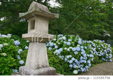 白いアジサイと灯籠のある風景 白いアジサイと灯籠のある風景 115585756
