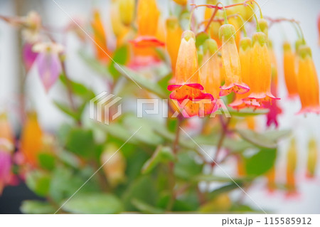 観葉植物 エンゼルランプ カランコエテッサ 観葉植物 エンゼルランプ カランコエテッサ 115585912