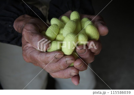 珍しい黄色い繭を両手に乗せて見せる高齢男性の手のアップ写真 115586039