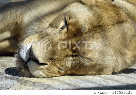 ライオン 115586129