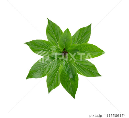 thai basil isolated on white background 115586174