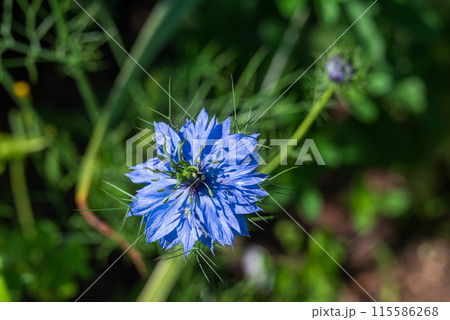 青く咲くニゲラの花 115586268