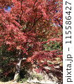 紅葉 115586427