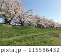 桜 115586432