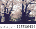 桜 115586434