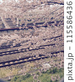 桜と線路 115586436