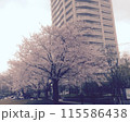 桜 115586438