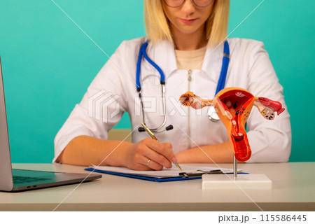 anatomical model female reproductive organs on work desk of doctor anatomical model female reproductive organs on work desk of doctor 115586445