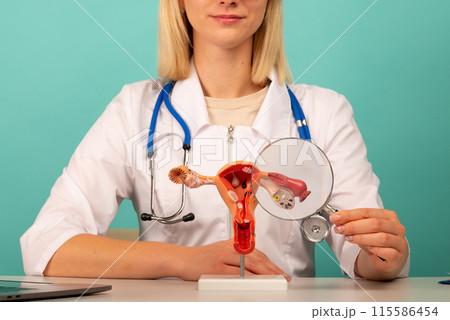 Male doctor showing a anatomical model female reproductive organs using magnifying glass. Early diagnosis and treatment. 115586454