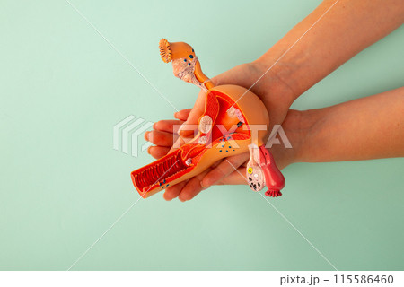 The anatomical model female reproductive organs in doctor palm hand on blue background 115586460