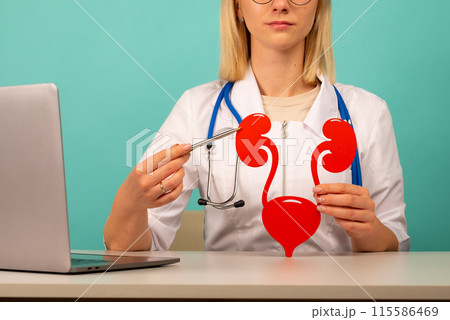 doctor showing pen on a anatomical model of human urinary system 115586469