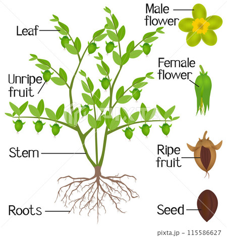 Parts of jojoba plant on a white background. Parts of jojoba plant on a white background. 115586627