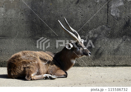 シタツンガ 115586732