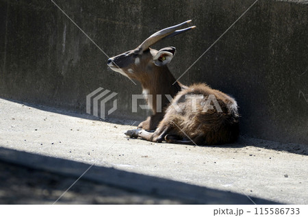 シタツンガ シタツンガ 115586733