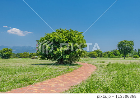 淀川河川公園枚方地区　枚方市　 115586869