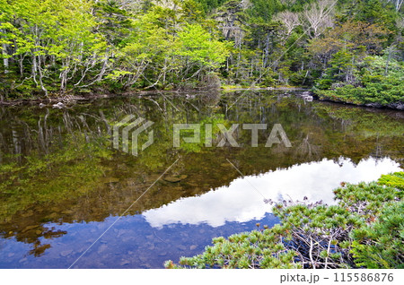 長野県にある八ヶ岳連峰の中の七ツ池の風景 長野県にある八ヶ岳連峰の中の七ツ池の風景 115586876