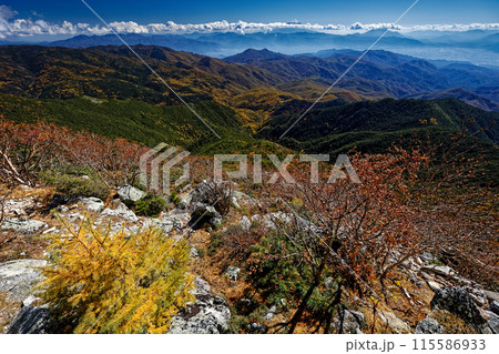 金峰山山頂の紅葉と富士山の眺め 金峰山山頂の紅葉と富士山の眺め 115586933