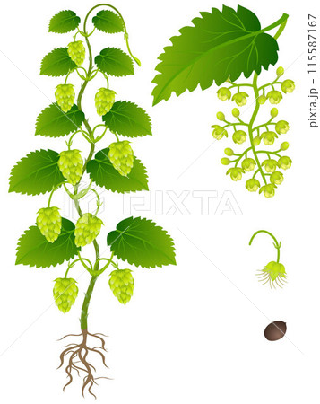 An illustration showing parts of hop plant on a white background. An illustration showing parts of hop plant on a white background. 115587167