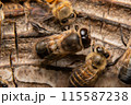 ニホンミツバチのオスバチ　2匹背中側 115587238