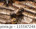 ニホンミツバチのオスバチ　2匹背中側 115587248