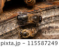 ニホンミツバチのオスバチ　2匹背中側 115587249