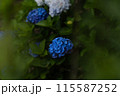 夕暮れ時の紫陽花 115587252