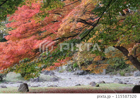 紅葉のある風景 紅葉のある風景 115587320