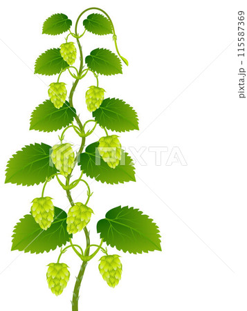 Green hop cones with leaves on a white background. Green hop cones with leaves on a white background. 115587369