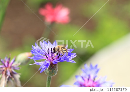 ヤグルマギクの花 ヤグルマギクの花 115587379