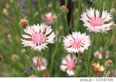 ヤグルマギクの花 ヤグルマギクの花 115587380