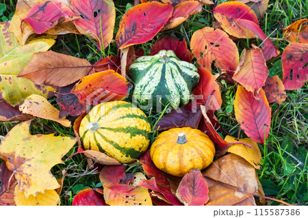 秋の収穫祭用飾りかぼちゃ 115587386
