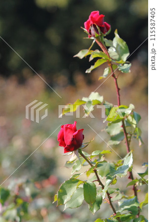 荒尾市　おもやい市民花壇　バラの花、 115587405