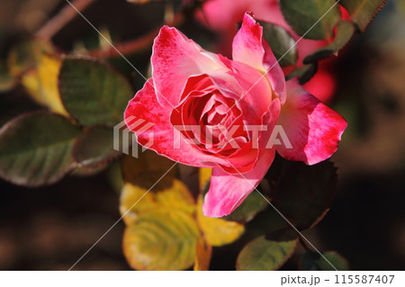 荒尾市 おもやい市民花壇 バラの花、 荒尾市 おもやい市民花壇 バラの花、 115587407