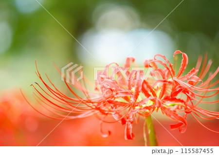 木漏れ日に輝く彼岸花 115587455