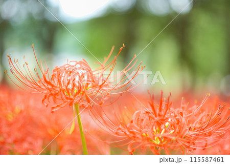 木漏れ日に輝く彼岸花 115587461