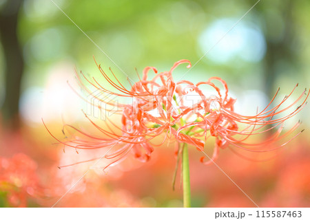 木漏れ日に輝く彼岸花 木漏れ日に輝く彼岸花 115587463